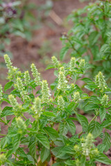 Green and purple field basil with stems, leaves. Fresh herbs for spices and cooking.