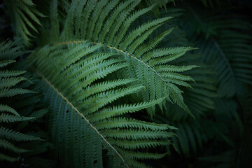 Beautiful background of ferns leaves. Green fern tree growing in summer. Midsummer day background