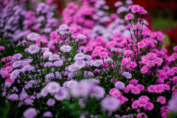 Fototapeta premium Fresh Margaret flower field garden at the mountain