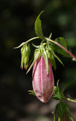 Flowers Bellflower spot