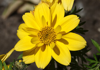 Flowers Coreopsis seaside
