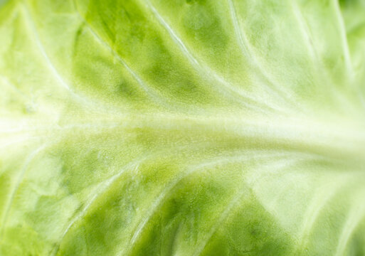 Green cabbage texture background. Close up. Macro photo.