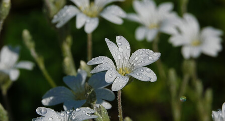 Flowers Starchatka average