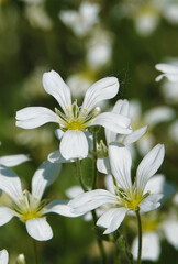 Flowers Starchatka average