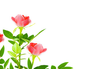 Five red roses on a white background. floral background