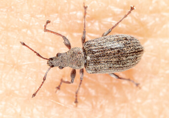 Close-up of a beetle on human skin.