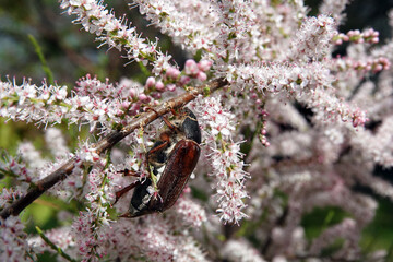 Flowers Grebenshik or Tamarix Gallica