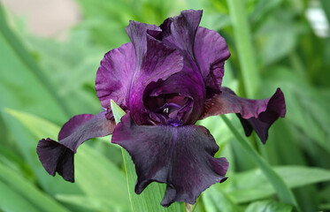 Iris flowers are large and beautiful