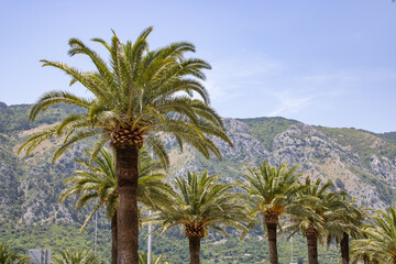 Fototapeta na wymiar Palm trees on the mountains and blue sky background. Beautiful landscape Kotor Montenegro. Concept - view Mediterranean