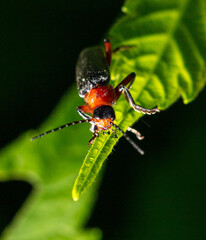 Close-up of a beetle on a leaf.