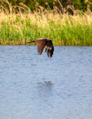The eagle flies on the surface of the water
