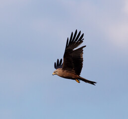 Eagle in flight against the blue sky.