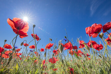 Obraz premium mohnblüte