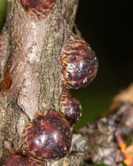Close-up of larvae on the bark of a tree.