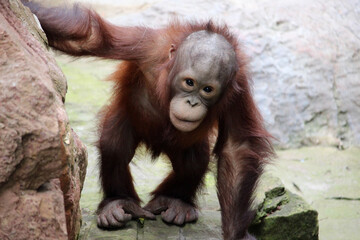 Baby of Bornean orangutan (Pongo pygmaeus)