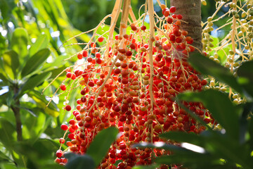 Sealing wax palm red seed growth on tree with daylight background