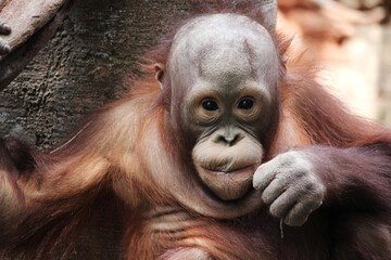 Portrait of Bornean orangutan baby (Pongo pygmaeus)	