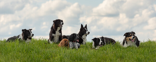 A pack of obedient dogs - Border Collies and other in all ages from the young dog to the senior - obrazy, fototapety, plakaty