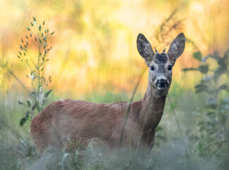 Sarna kozioł  © Sporywildlife