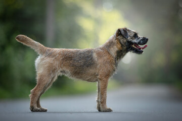 border terrier female standard photos for breed