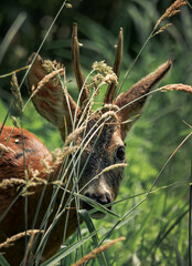 sarna kozioł © Sporywildlife