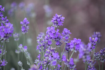 Fototapeta na wymiar Wither lavender flowers.