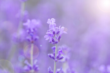 Fototapeta na wymiar Fresh lavender flowers.