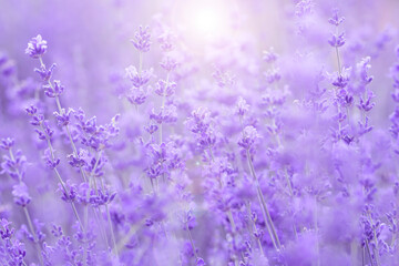 Obraz premium Fresh lavender flowers.