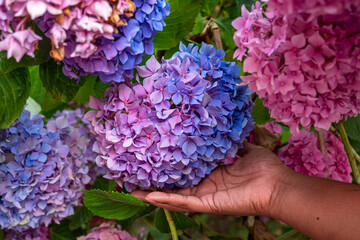 Hortensia