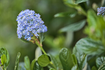 Beautiful closeup view of single spring branch of California Lilac (Ceanothus Victoria) with cluster of light blue blossoms, Ballinteer, Dublin, Ireland. Soft and selective focus