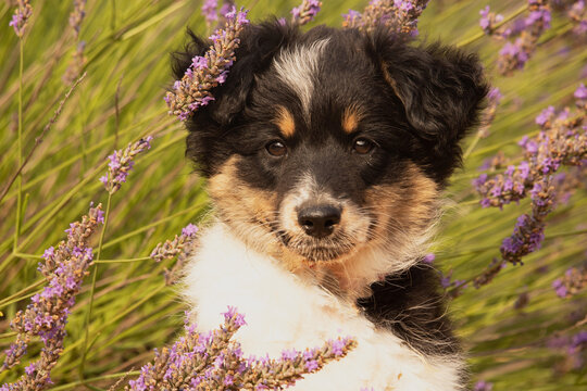 Jeune chienne mini berger am&eacute;ricaine 