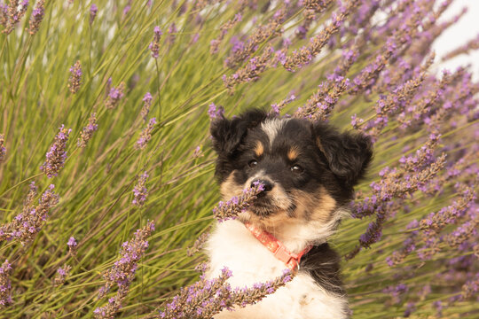 Jeune chienne mini berger am&eacute;ricaine 