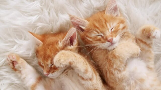 Cute Ginger Kittens Sleeping on a fur White Blanket. Kittens Wakes up, Yawns and Stretches. Concept of Happy Adorable Cat Pets. High quality 4k footage