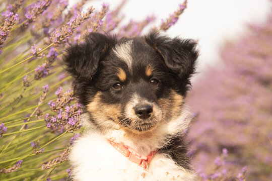 Jeune chienne mini berger am&eacute;ricaine 