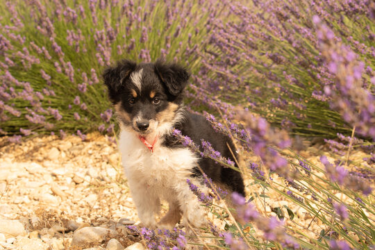 Jeune chienne mini berger am&eacute;ricaine 