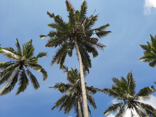 Plakat tropical coconut tree with blue skies background 