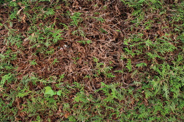 Hedge Texture