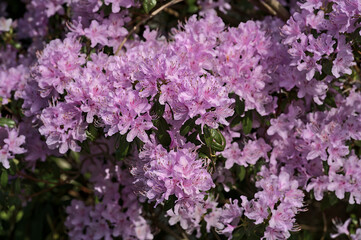 Beautiful closeup view of spring purple wild rhododendron blooming flowers, Ballinteer, Dublin, Ireland. Soft and selective focus. Ireland wildflowers