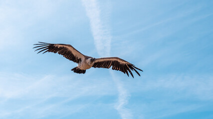 Bal des oiseux fant&ocirc;mes