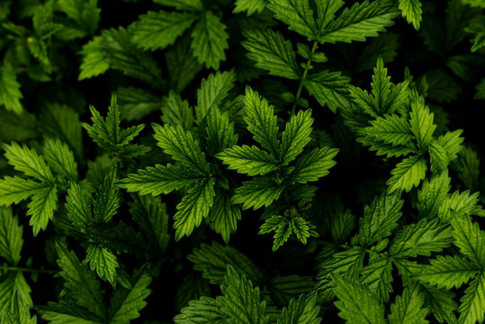 Leaves of Agrimonia Eupatoria herb