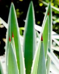 Obraz premium Leaves, flowers and thorns