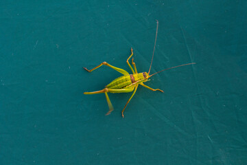 closeup huge grasshopper sit on green tent