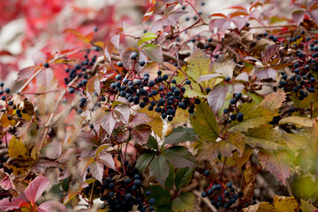 Fall, autumn, leaves background. A tree branch with autumn leaves on a blurred background....