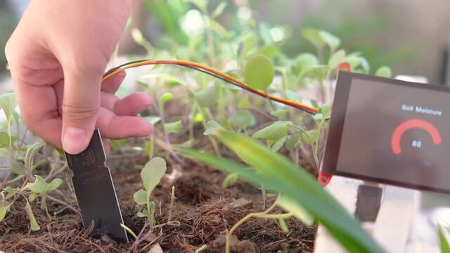Hand of woman using soil moisture sensor with moisture numeric display screen, Agricultural technology.