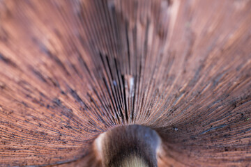 Underside of the cap of a mushroom with lamellae or gills, photographed upwards