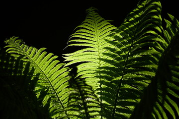 Glowing fern. The background is black. The background is dark. Half in the light. Half in the dark.