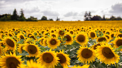 Obraz premium Champs de tournesols