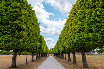 Allée bordée d'arbre