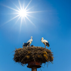 pair of crane on the nest on blue sky background at the sunny day