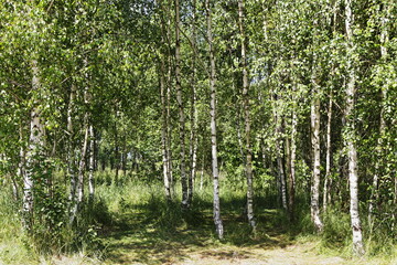 Mooie wilde open plek tussen jonge berkenbosjes met groen gebladerte op zonnige zomerdag, ecologisch Russisch natuurlijk landschap
